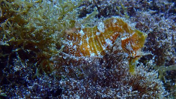 2 PLONGÉES GUIDÉES PRIVÉES