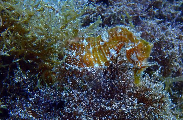 2 PLONGÉES GUIDÉES PRIVÉES