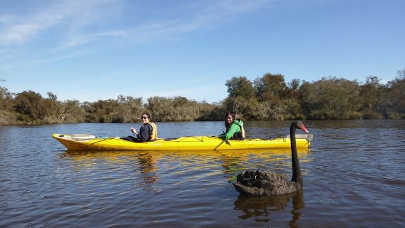Excursion d'une demi-journée en kayak sur la rivière Canning pour observer la faune