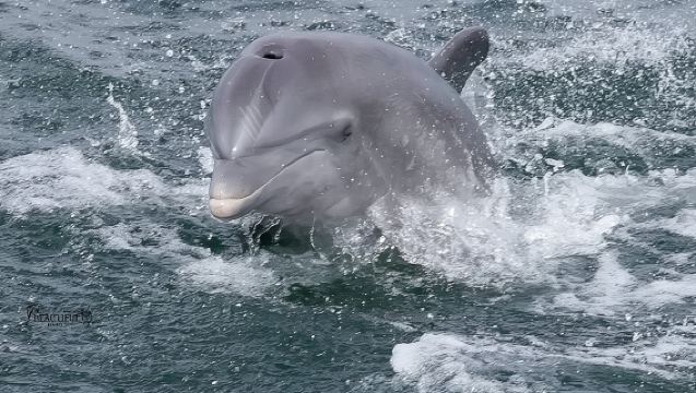 Paseo en barco para avistamiento de delfines Frisky en Pensacola Beach