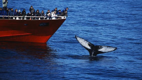 The Original Classic Whale Watching from Reykjavik
