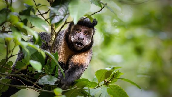 Explore the Best of Tijuca Forest – Hike to Peaks, Caves & Falls