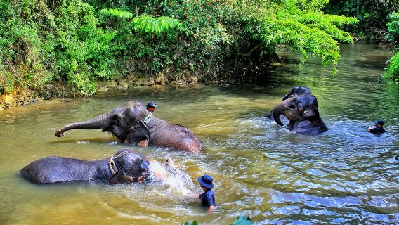 Santuario de elefantes con ciervos y luciérnagas: tour de un día con almuerzo y cena