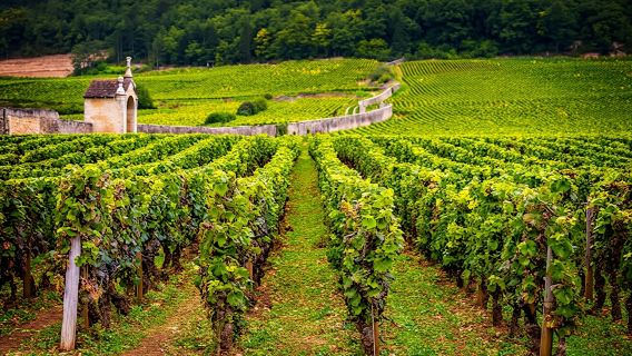 Burgundy wine tour in Chablis from Paris with tasting 12+ drinks