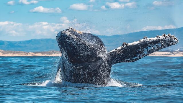 Walbeobachtungstour ab Monterey