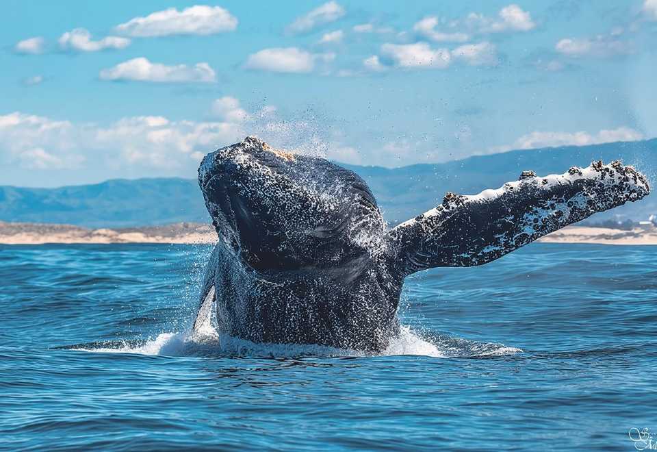 Whale Watching Tour From Monterey – Nature & Wildlife Experience