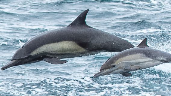 Afternoon Whale Watch