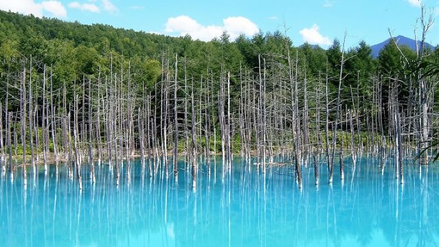 [Biei/Furano] One-day sightseeing by private car!