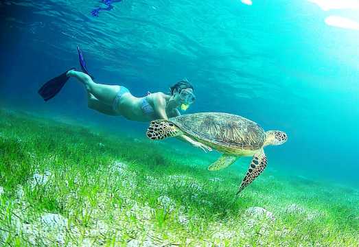 Cairns Fitzroy Island + Moore Great Barrier Reef [2-in-1] Day Tour - Sunlover Cruise AUD 308.34