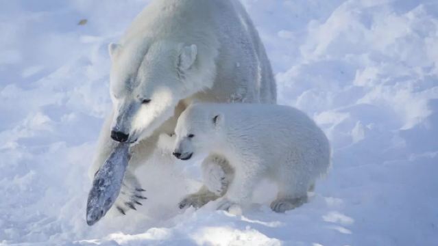 Excursión de un día al Círculo Polar Ártico + Pueblo de Santa Claus + Parque de Vida Silvestre de Ranua [Servicio de coche privado con conductor]