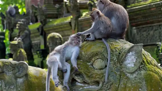 峇里島包車服務 — 輕鬆、快速、舒適地前往您最愛的目的地