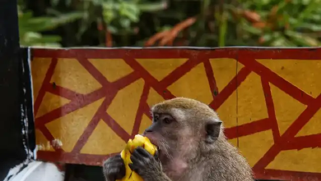 亞庇Kawa紅樹林一日遊【碼頭集合/飯店接載可選+天鏡可選】