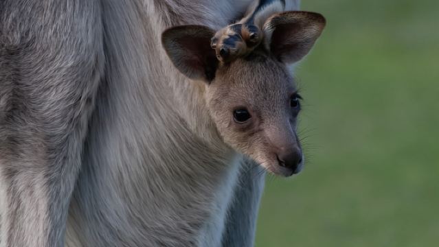 Sapphire Coast: 7h Shore Excursion with Aussie Morning Tea