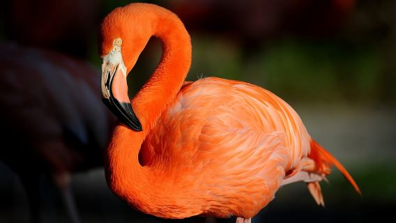 Zoo di Miami: biglietto d'ingresso generale