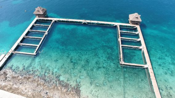 Cozumel: Dolphin Royal Swim dan Interaksi Manatee