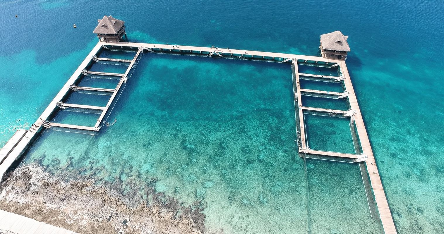 Cozumel: nuotata reale con i delfini e interazione con i lamantini