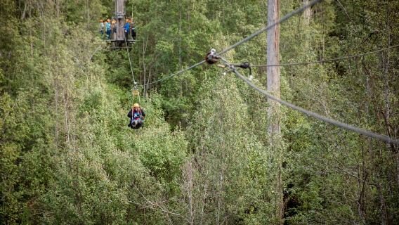 Launceston: Hollybank Forest Treetop Zip Line con guida