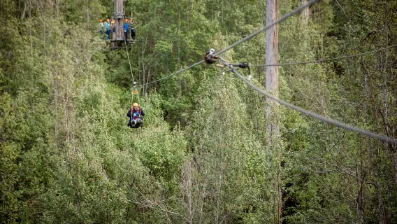 Launceston: Hollybank Forest Treetop Zip Lining dengan Pemandu