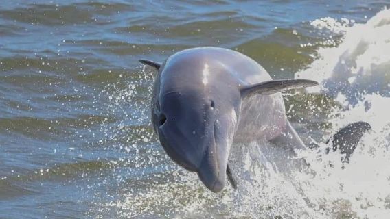 Orange Beach: Dolphin & Sailing Cruise Aboard 52' Catamaran