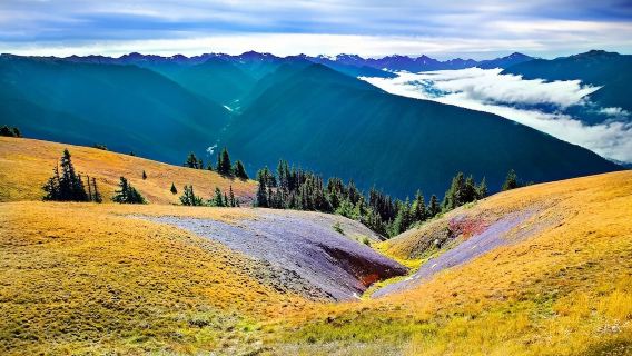 Seattle round-trip Olympic National Park join-in tour 1-day tour [Chinese/English-speaking group]