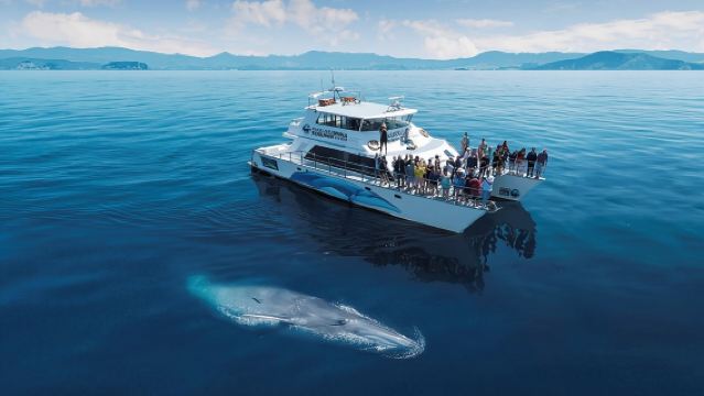 Auckland Dolphin and Whale Watching Eco-Safari Cruise