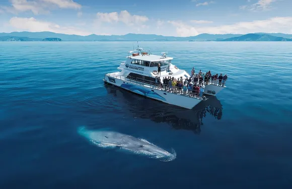 奧克蘭海豚及鯨魚生態觀賞郵輪之旅