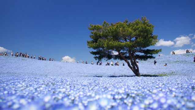 国営ひたち海浜公園ネモフィラ鑑賞＋いちご狩り＋明太子工場見学【新宿発】