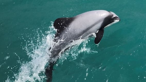 Akaroa Harbour Nature Cruise