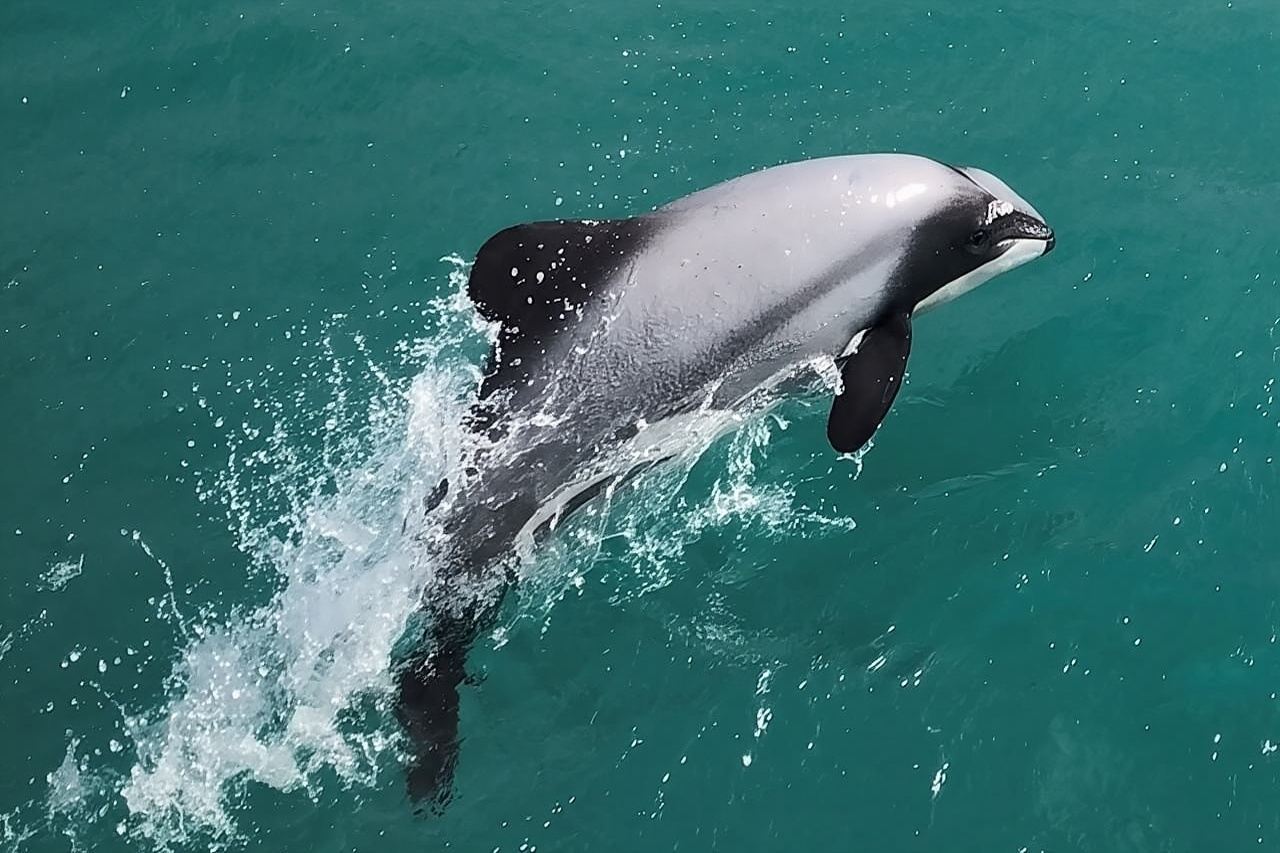 Crucero natural por el puerto de Akaroa