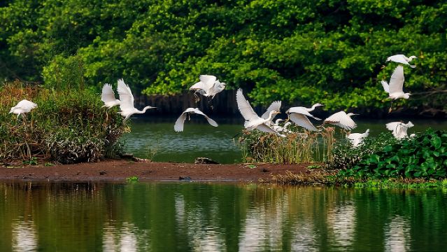 Guangzhou/Foshan/Zhuhai Departure: Jiangmen Bird Paradise + Chenpi Village + Guifengshan National Forest Park One-Day Private Tour