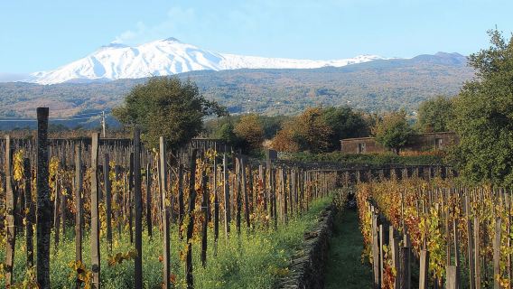 Degustazione di vini sull'Etna e pranzo siciliano - Tour per piccoli gruppi da Catania
