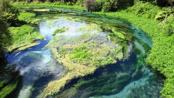 紐西蘭奧克蘭+藍泉+蒂普亞毛利文化村+紅木森林公園一日遊