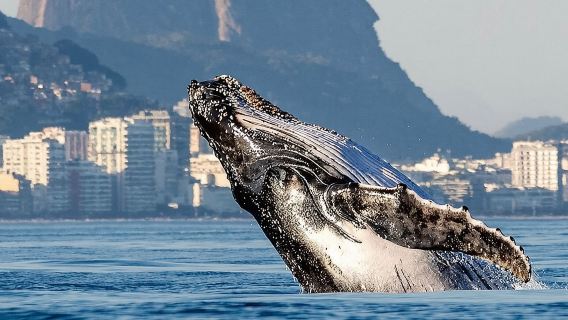 Boat Tour - Snorkeling with Turtles or Whale Watching Experience