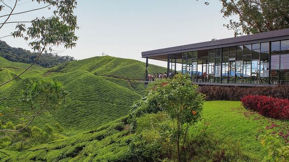 Cameron Highland Private Day Tour From Ipoh