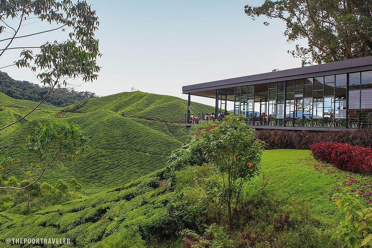 Tour privato di un giorno a Cameron Highlands da Ipoh