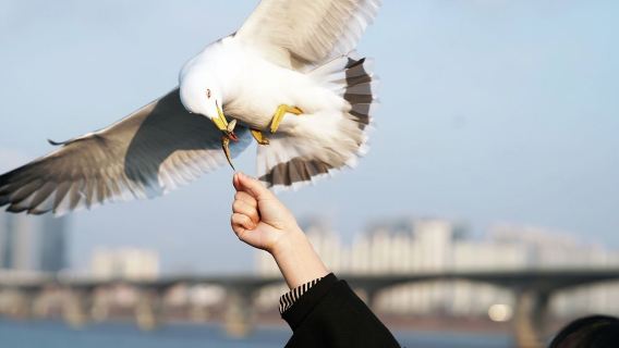 ล่องเรือ Jamsil E-land สัมผัสประสบการณ์ล่องเรือแม่น้ำฮัน