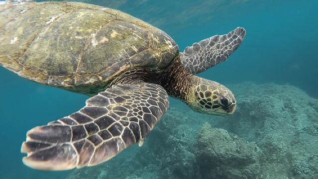Snorkeling a Pigeon Island: nuota con squali e tartarughe