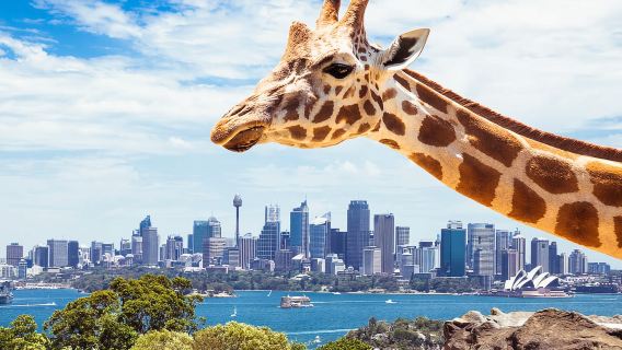 Sydney: Gói du thuyền ngắm cá voi và vườn thú Taronga