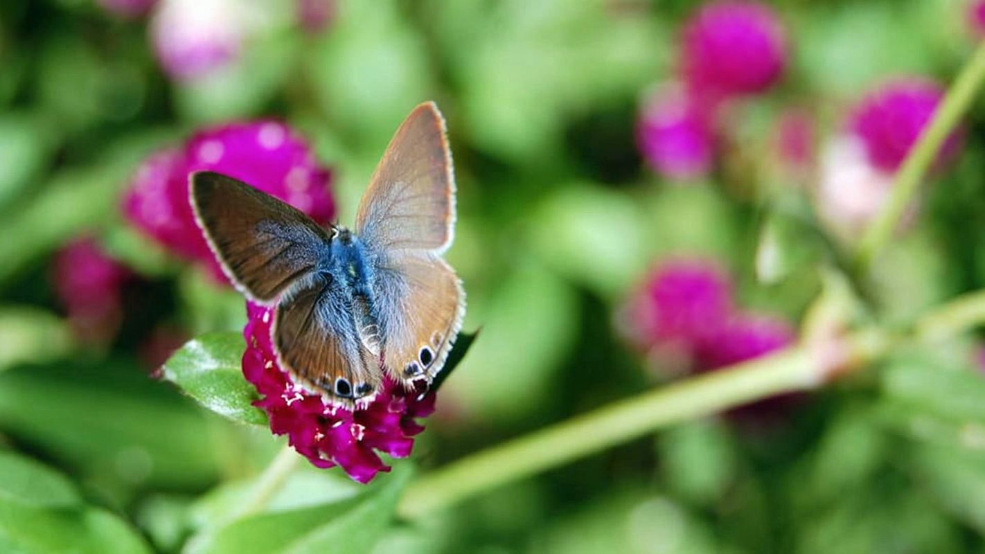 Chuyến tham quan điện tử có hướng dẫn của nhà sinh vật học Furnas & Terra Nostra Gardens +bữa trưa