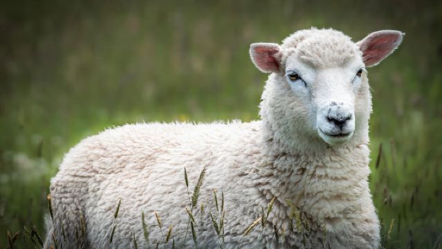 Depuis Port Chalmers : visite en petit groupe du château, de la côte et de la ville