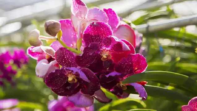 Chiang Mai: Doi Suthep Temple & Sticky Waterfall Trip