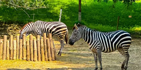 北京野生動物園一日遊【VIP出行/一家一團/含票】