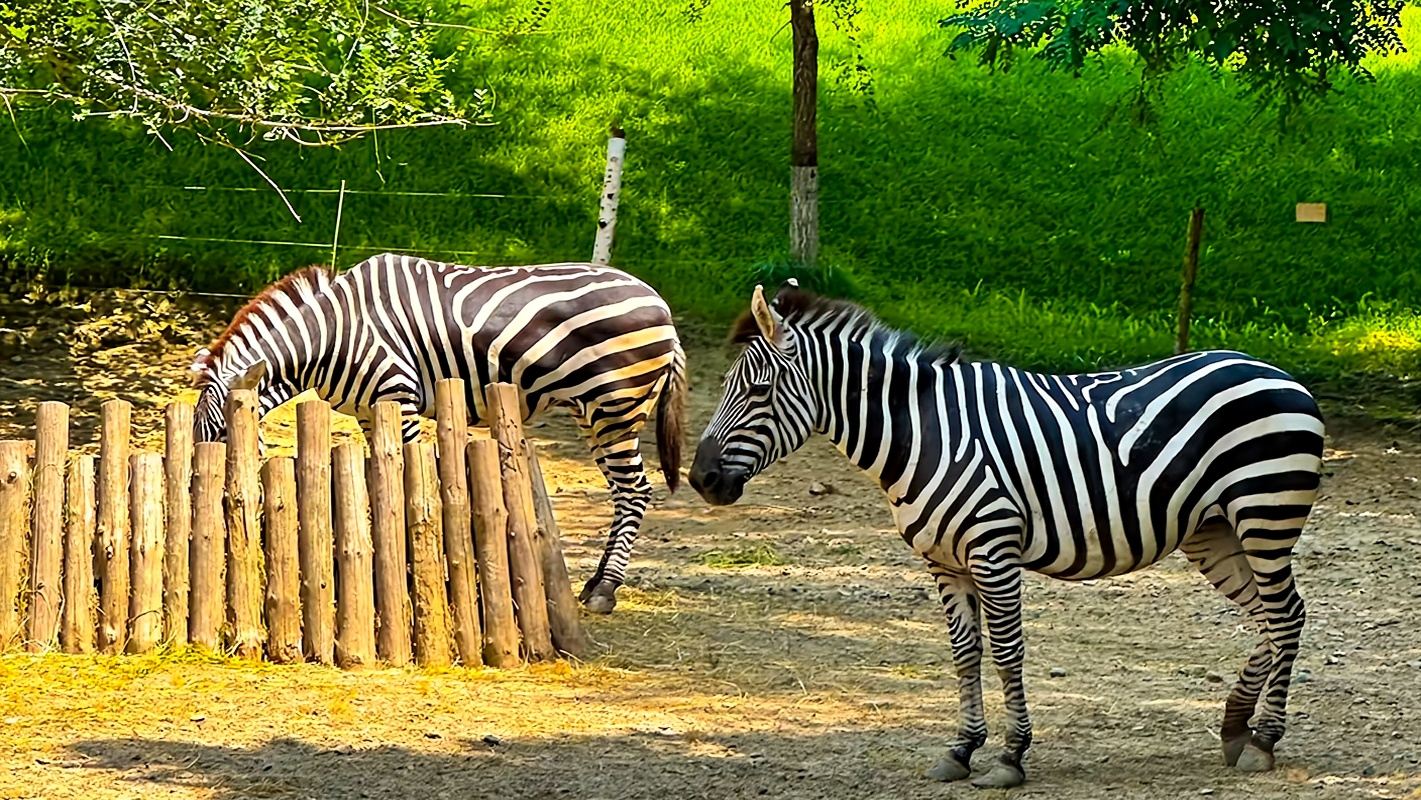 Beijing Wildlife Park 1-day Tour [VIP Travel/Private Family Tour/Includes Tickets]
