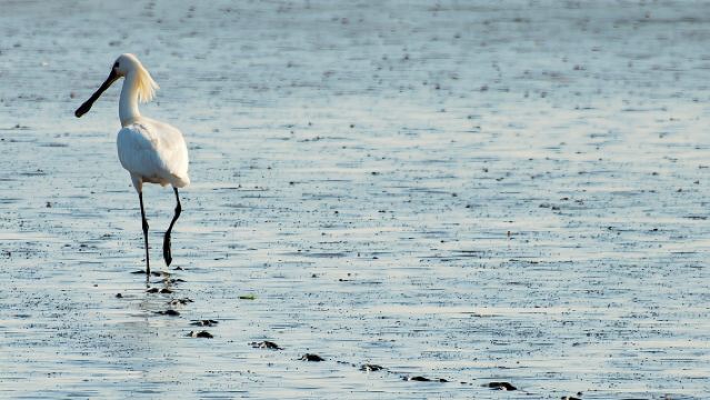 Ámsterdam: Safari de focas en el sitio UNESCO del mar de Wadden