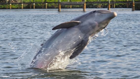 2 horas garantizadas de avistamiento de delfines, Melbourne, Cocoa Beach. 10:30