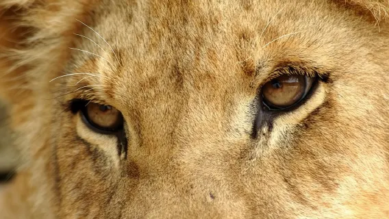 Tour di mezza giornata al Lion Park da Johannesburg o Pretoria