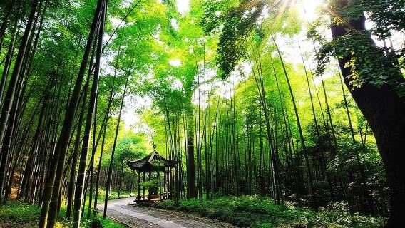 Expérience d'une demi-journée dans la forêt de bambous et la plantation de thé de Hangzhou Yunxi