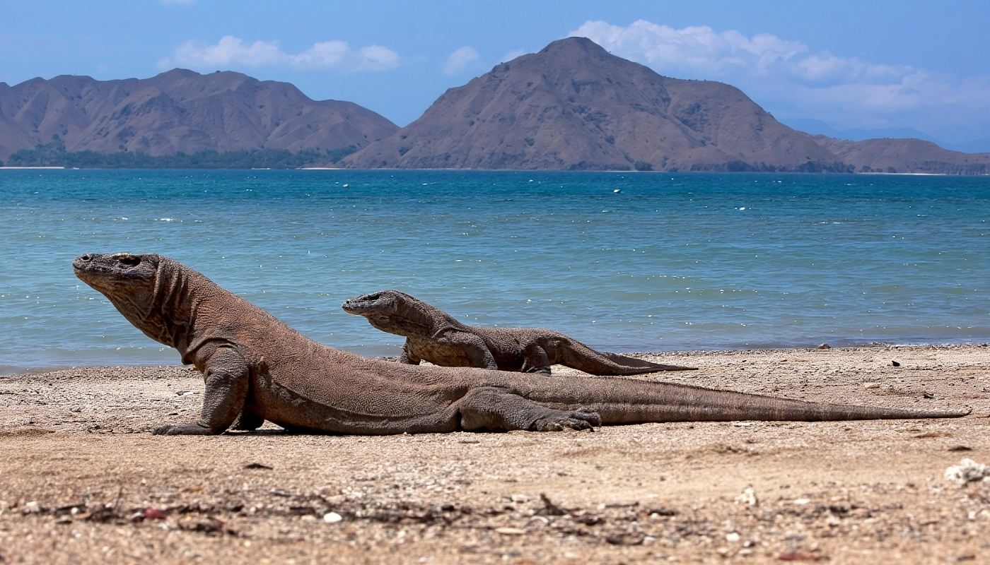  Komodo Tur Satu Hari