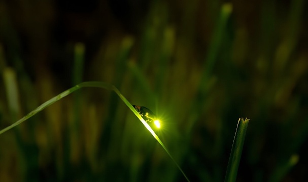 Bohol Island Firefly Watching + Bohol Bee Farm Tour [Round-Trip Hotel Transfers]