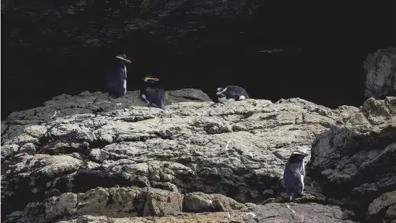 Doubtful Sound / Patea nature eco cruise 1-day tour [Depart from Manapouri/Queenstown/Te Anau]